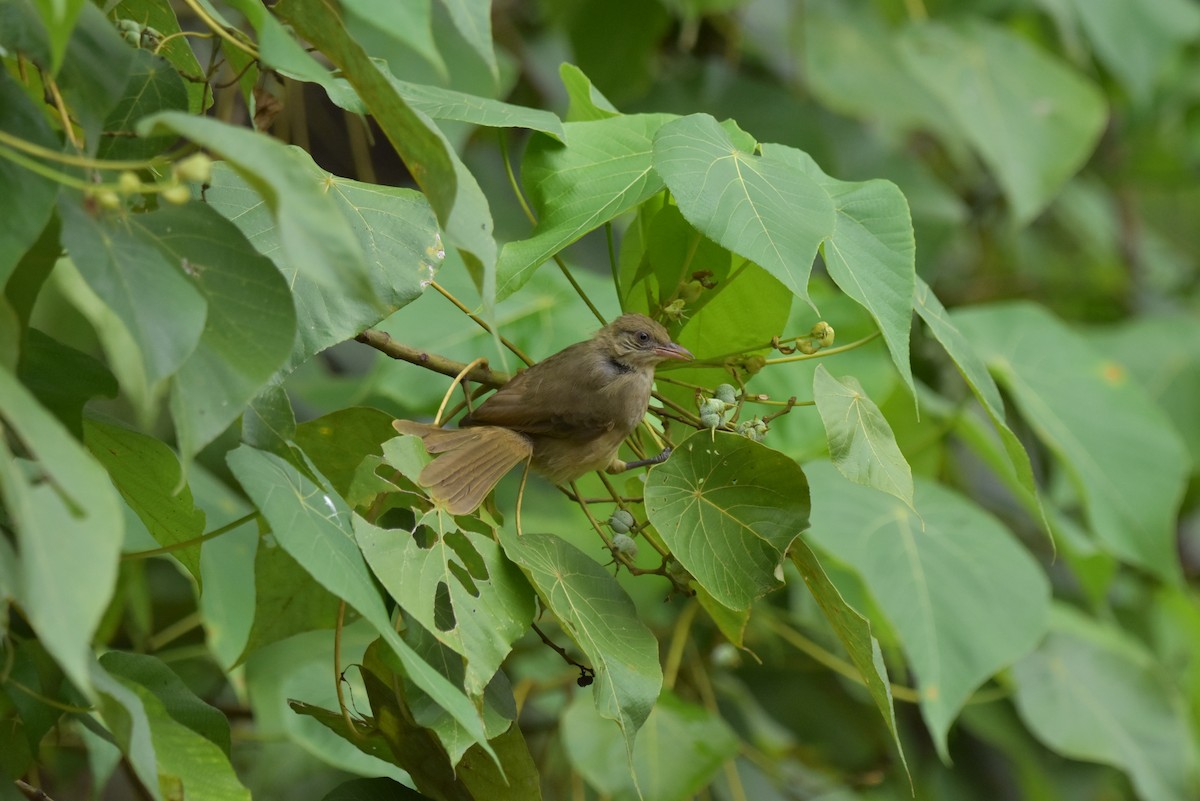 Streak-eared Bulbul - ML335247471