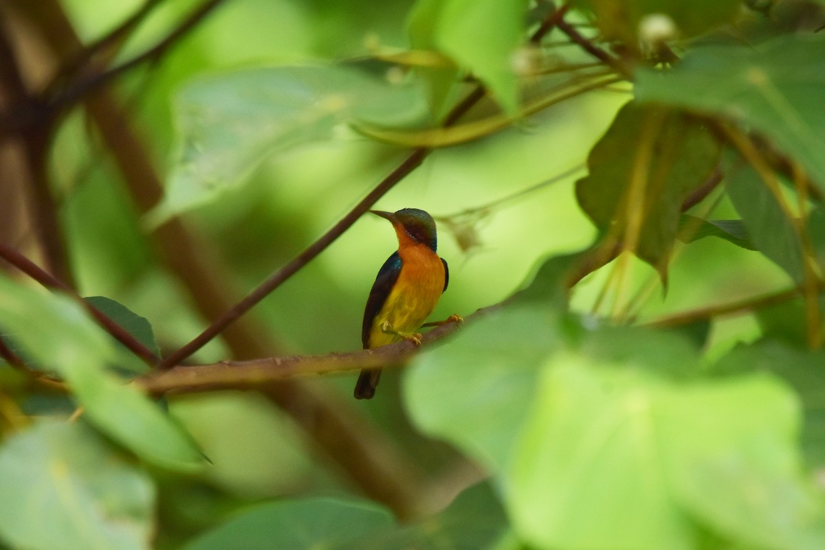 Ruby-cheeked Sunbird - ML335247481