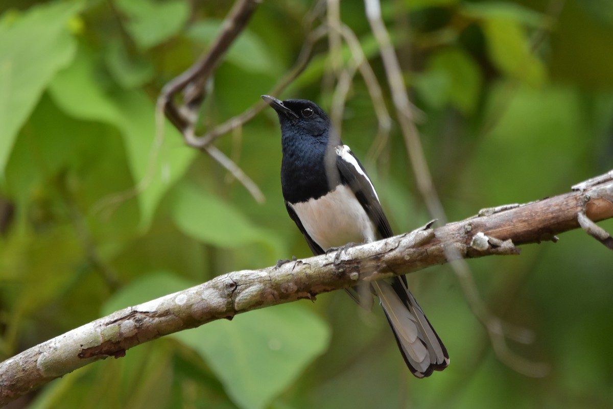 Oriental Magpie-Robin - ML335247631