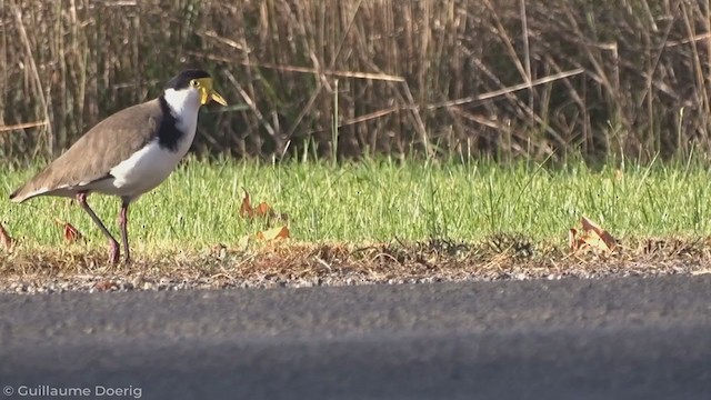 Masked Lapwing - ML335247821