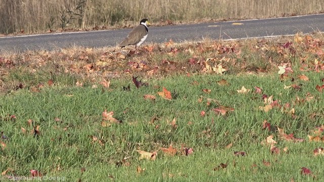 Masked Lapwing - ML335247881