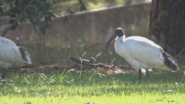 ibis australský - ML335253091