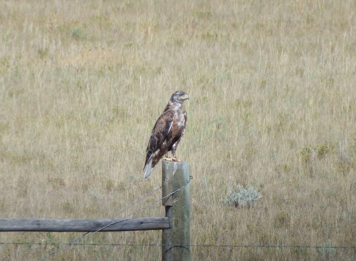 Ferruginous Hawk - ML33525371