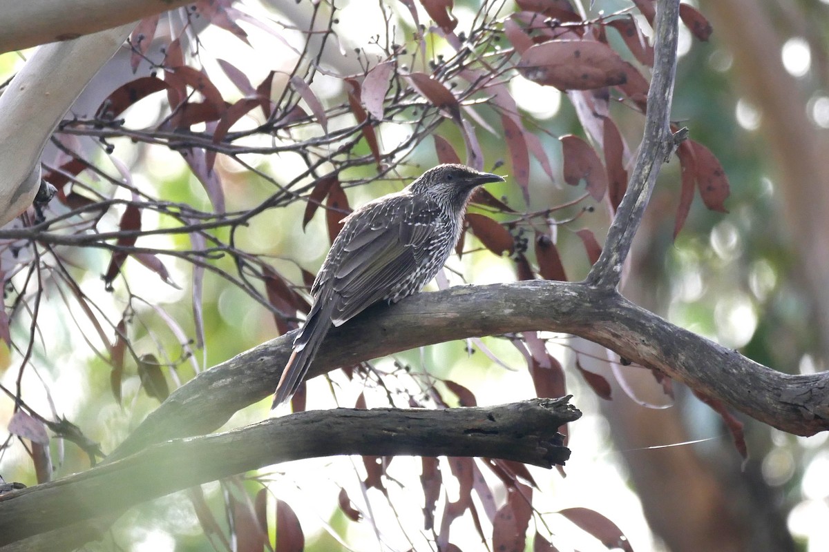 Little Wattlebird - ML335254251