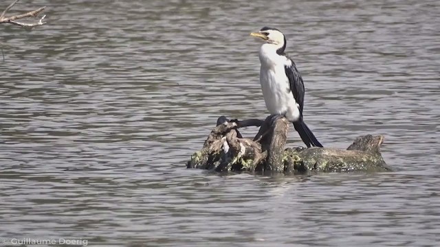 Little Pied Cormorant - ML335255051