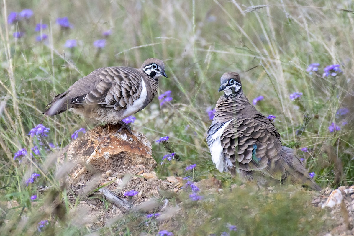 Squatter Pigeon - ML335255191