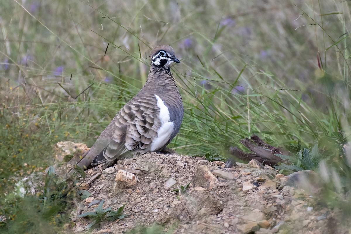 Squatter Pigeon - ML335255201