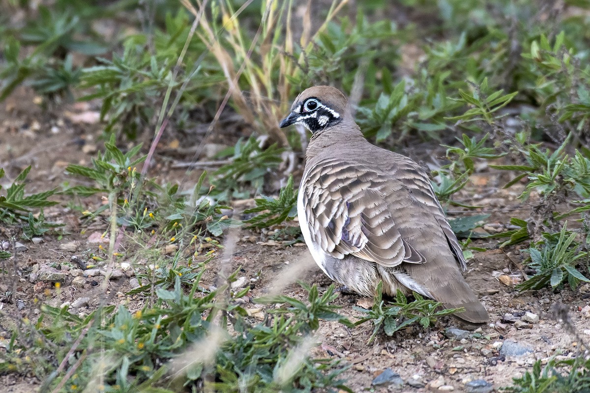 Squatter Pigeon - ML335255211