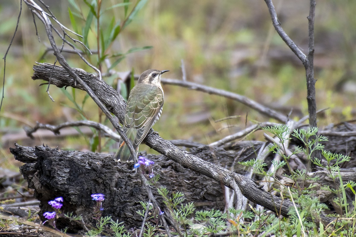 Horsfield's Bronze-Cuckoo - ML335255281