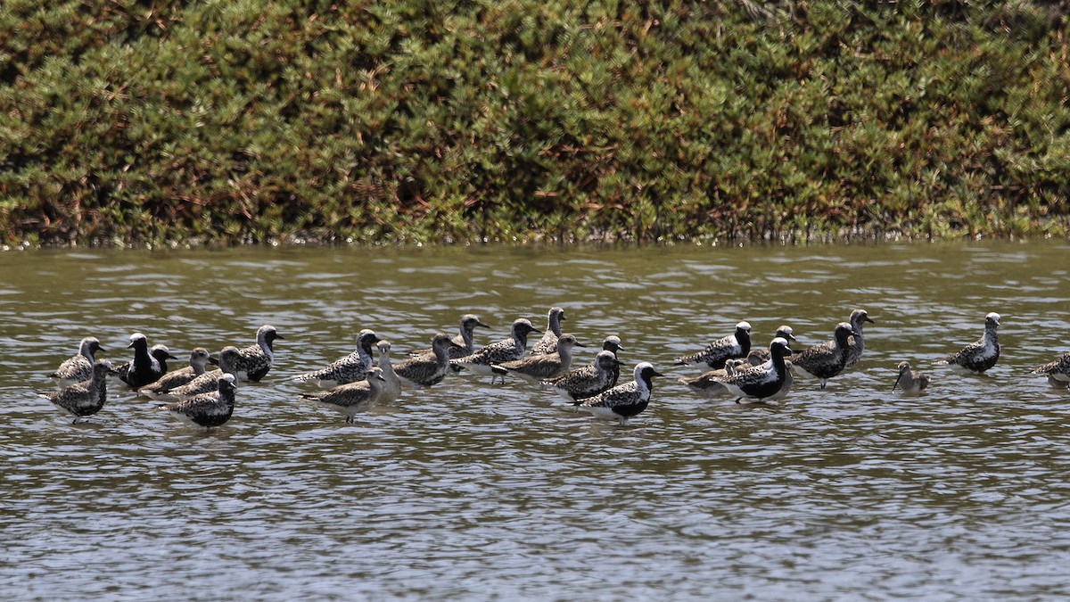 Black-bellied Plover - Garima Bhatia