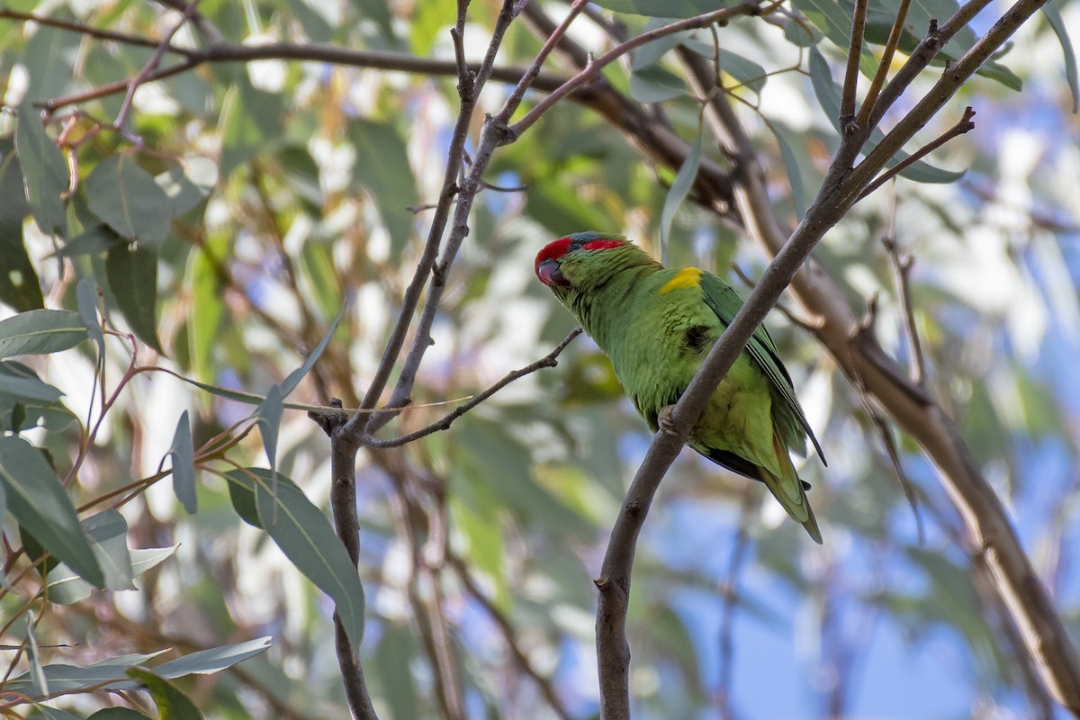 Musk Lorikeet - ML335255621