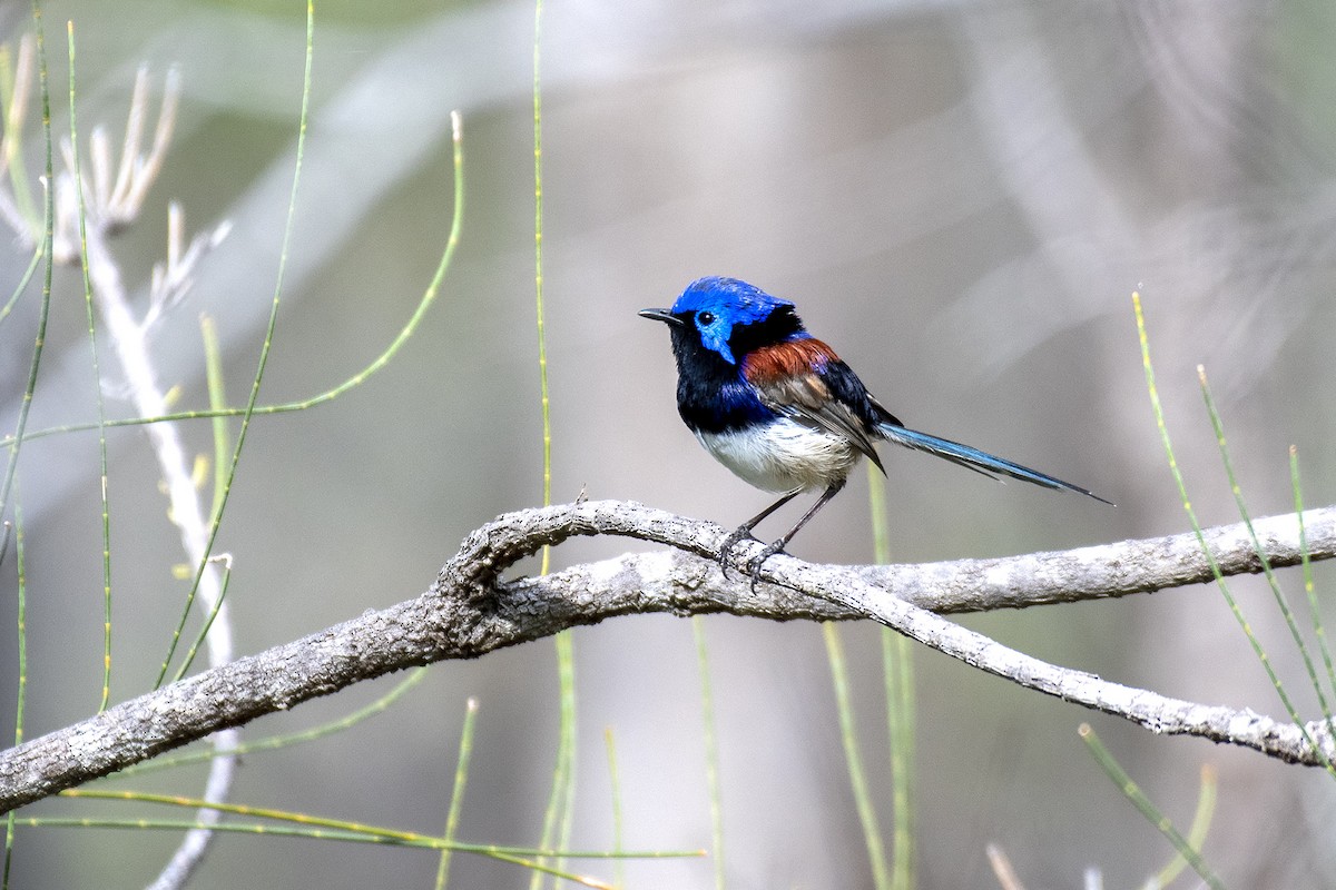 Purple-backed Fairywren (Purple-backed) - ML335255791