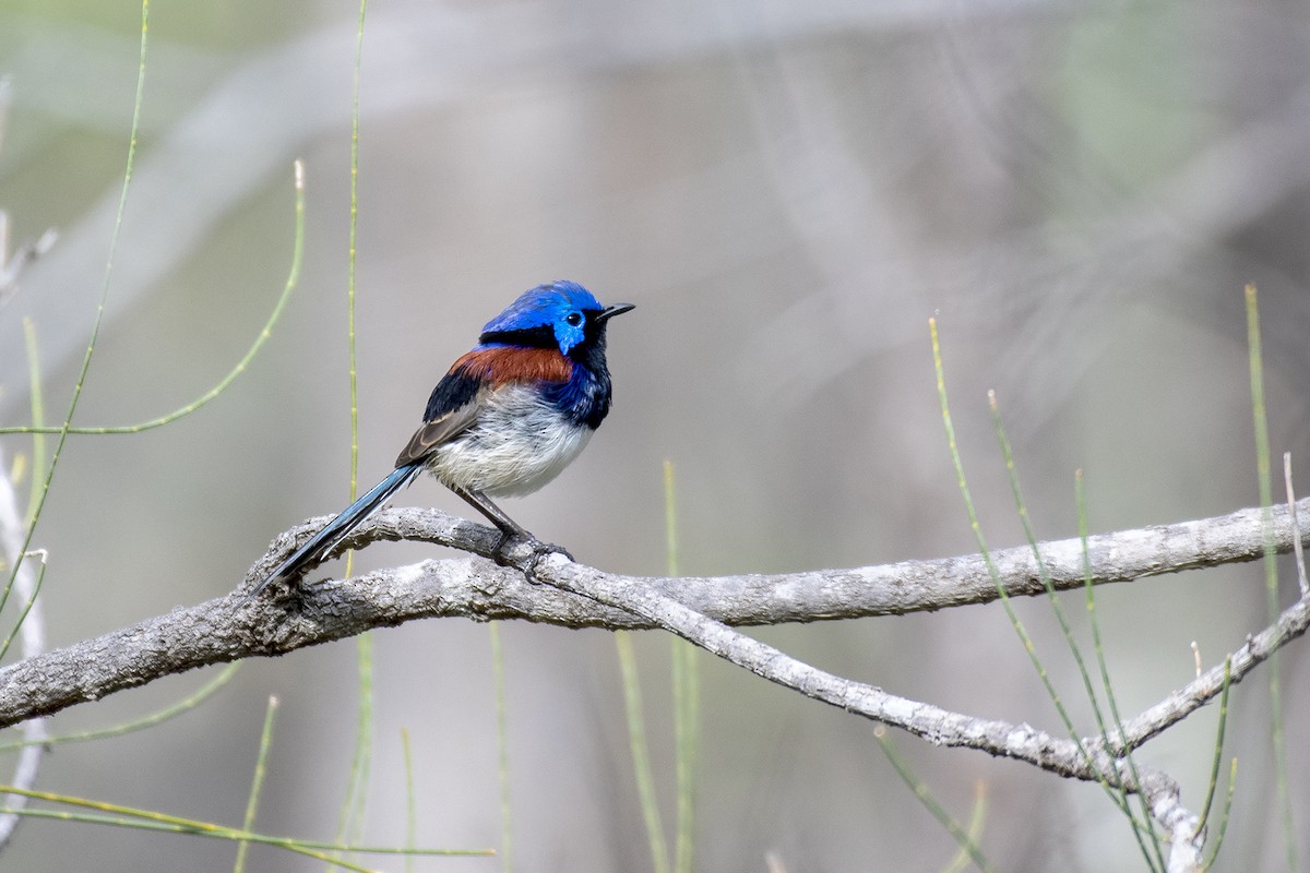 Purple-backed Fairywren (Purple-backed) - ML335255801