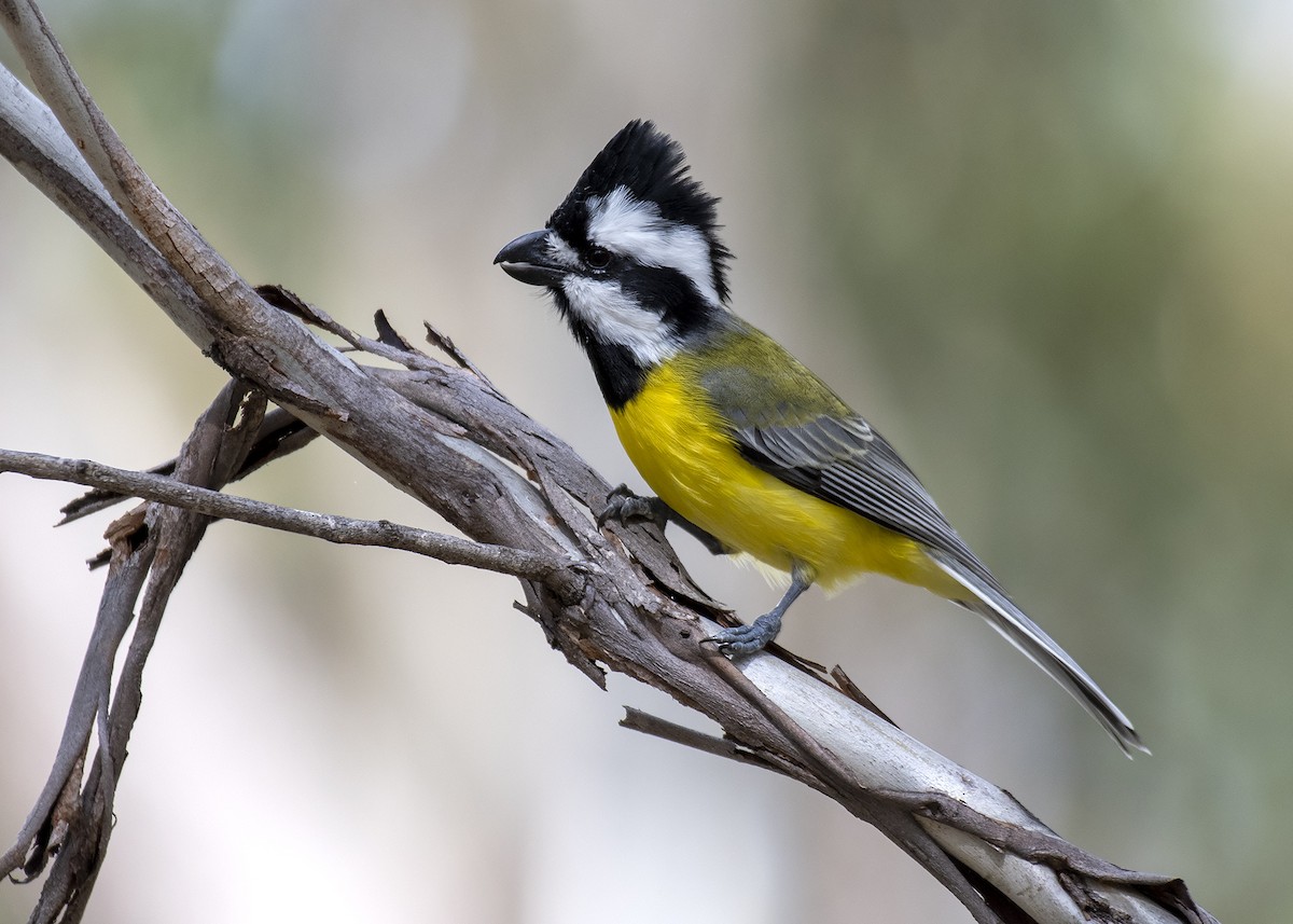 Eastern Shrike-tit - ML335256151