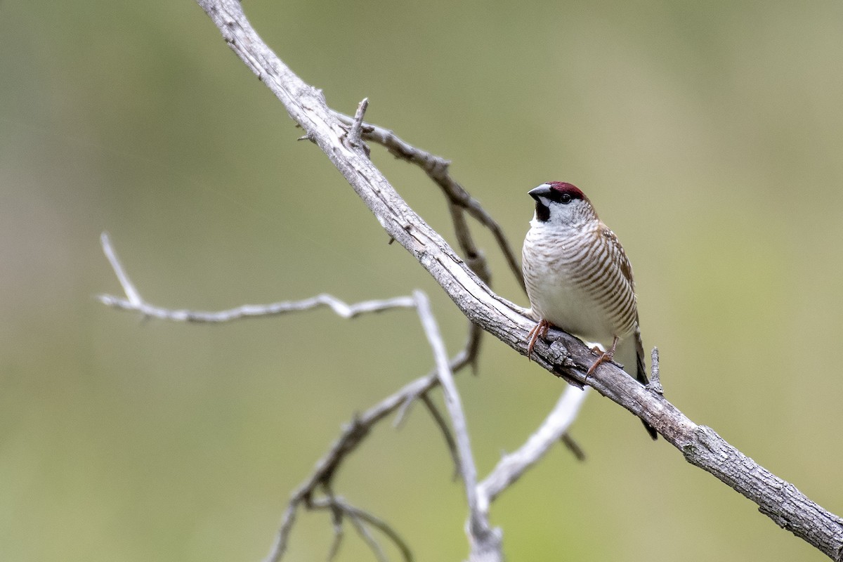 Plum-headed Finch - ML335256571