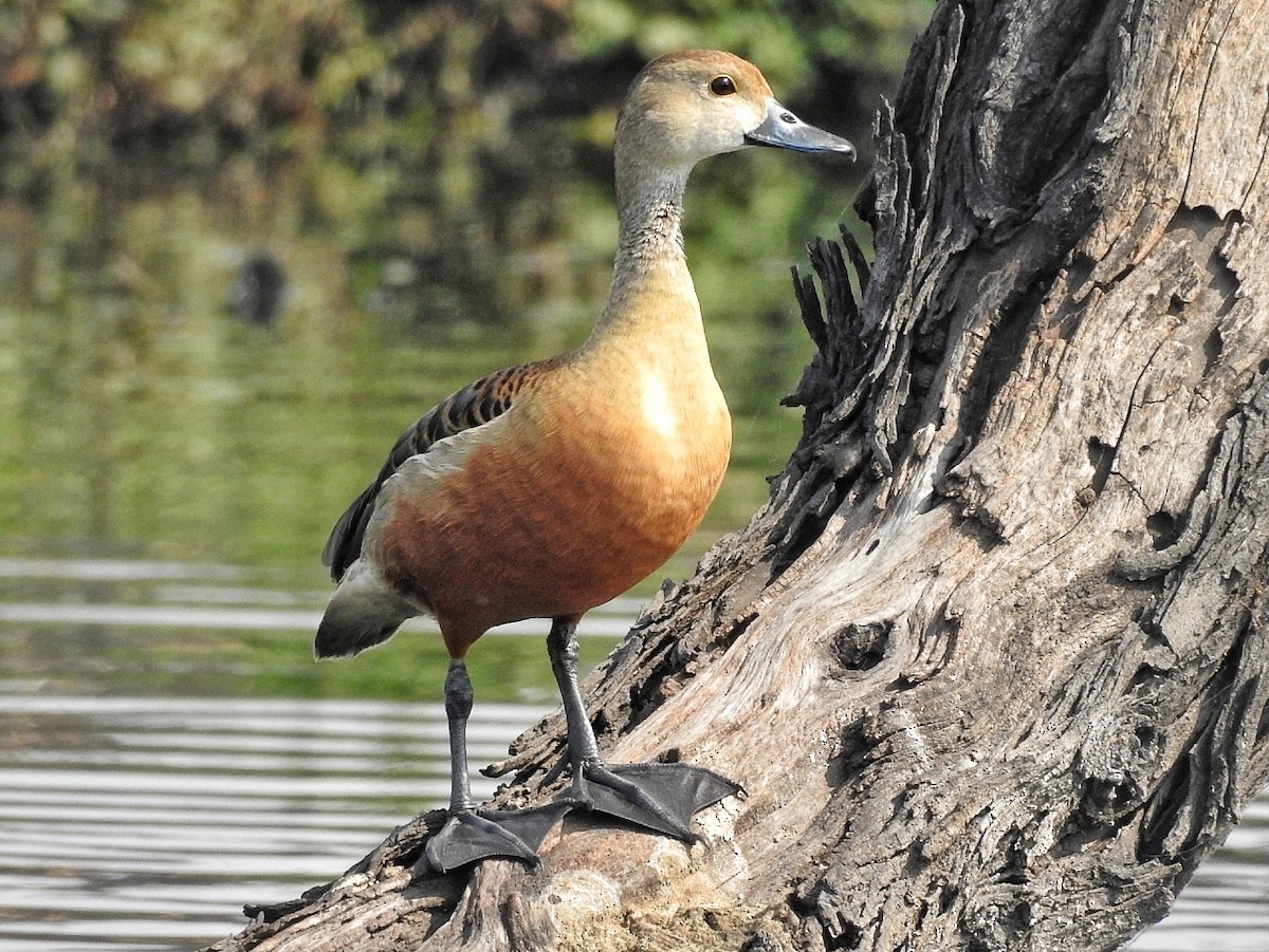 Lesser Whistling-Duck - R Thapar