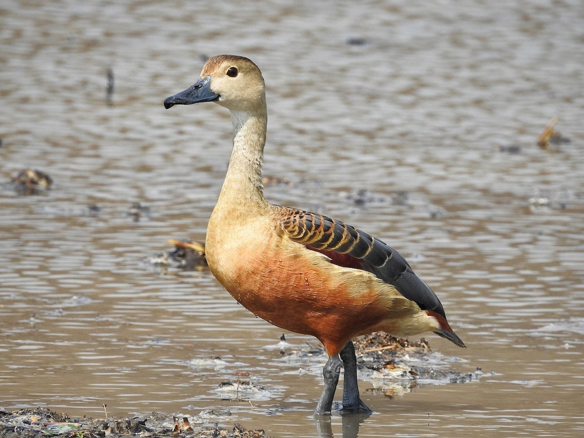 Lesser Whistling-Duck - R Thapar
