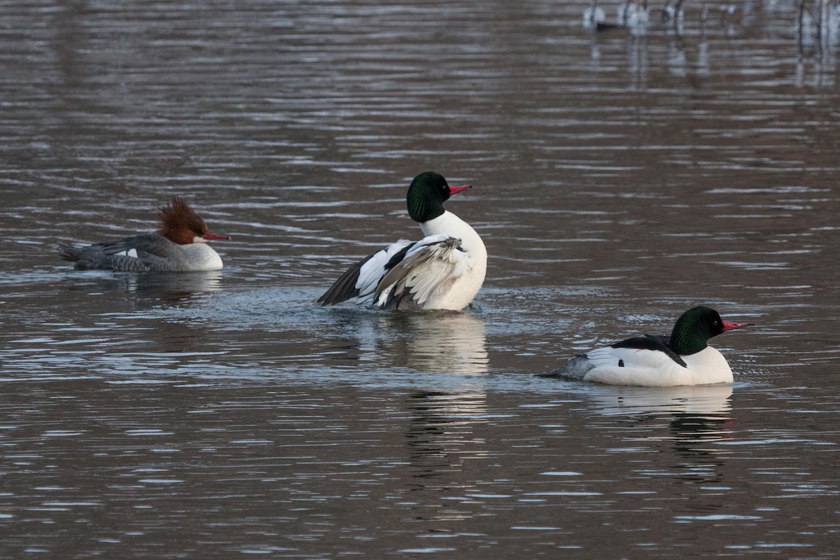 Gänsesäger - ML335258261