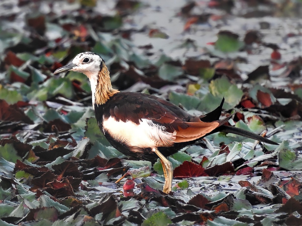 Pheasant-tailed Jacana - R Thapar