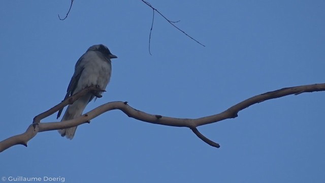 Black-faced Cuckooshrike - ML335259991