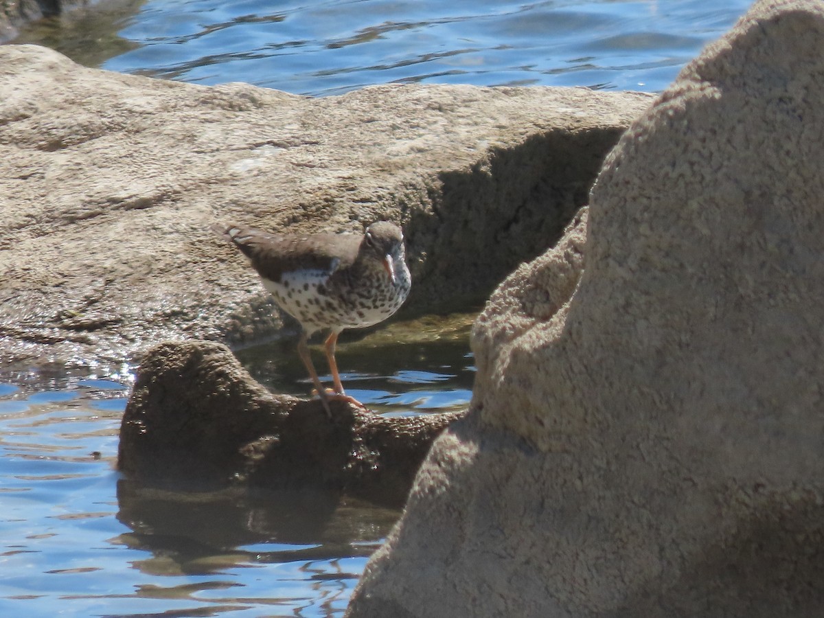 Spotted Sandpiper - ML335260451