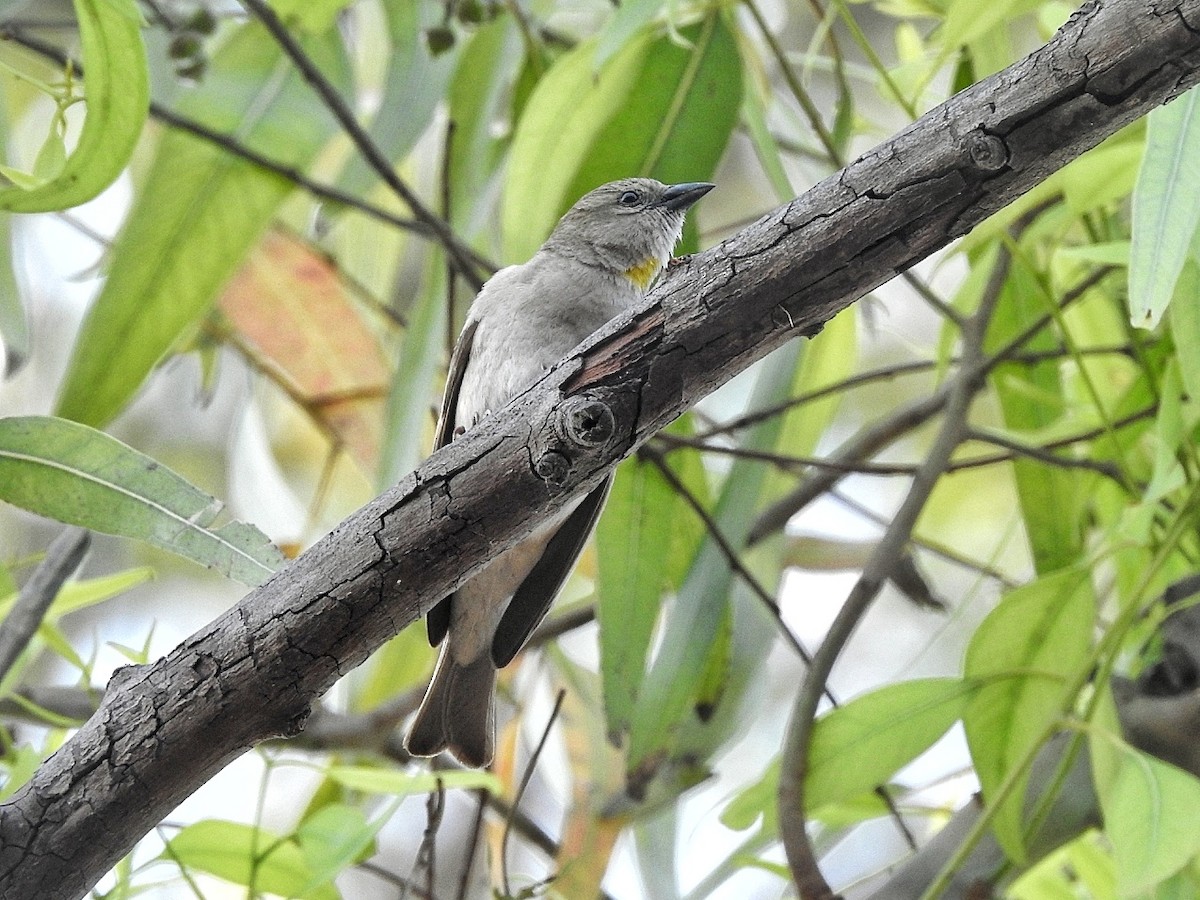 Yellow-throated Sparrow - R Thapar