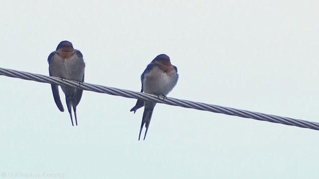 Golondrina Australiana - ML335261921