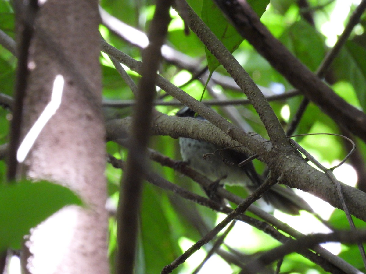 Vanuatu Streaked Fantail - Mayumi Green