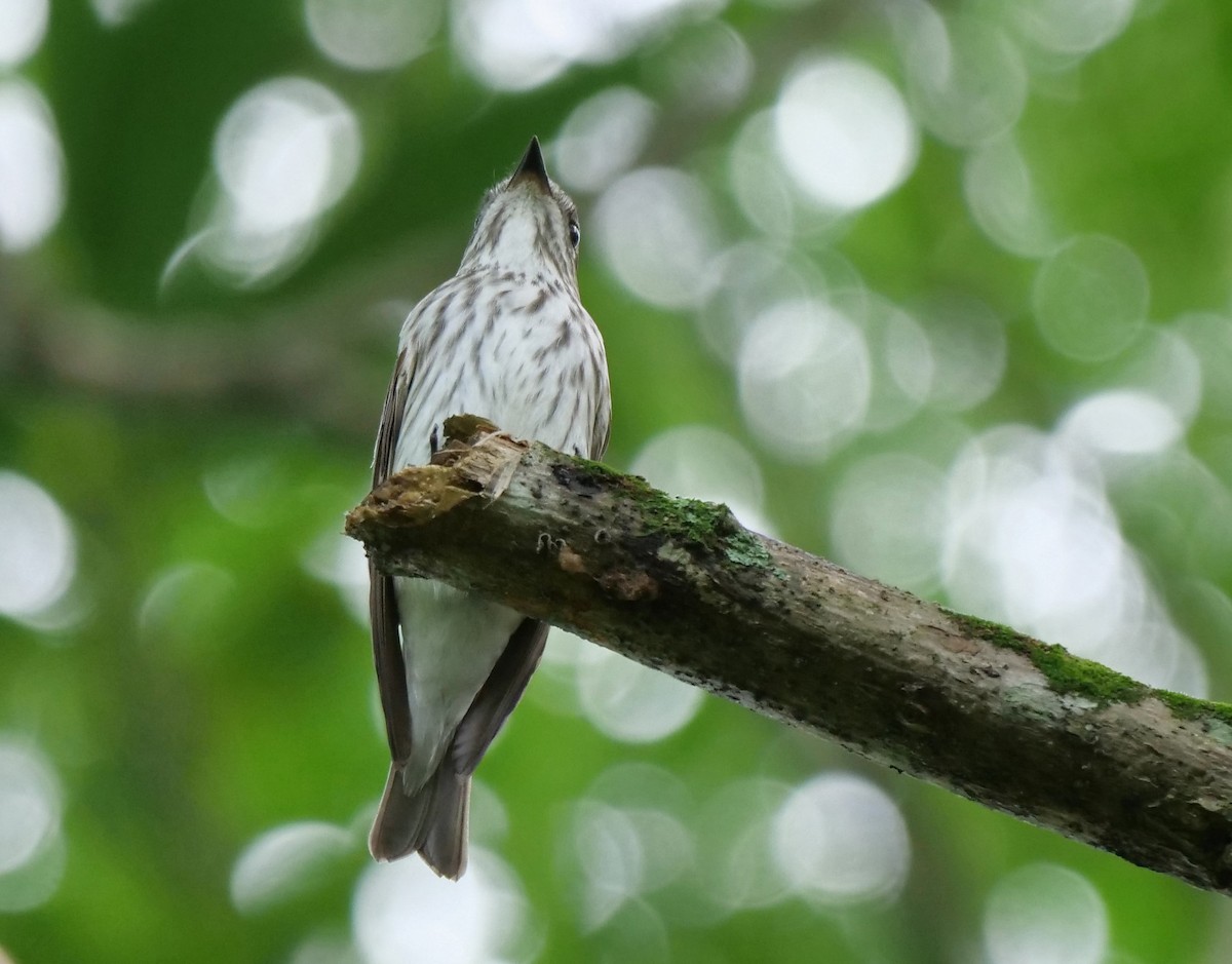 Gray-streaked Flycatcher - ML335263251