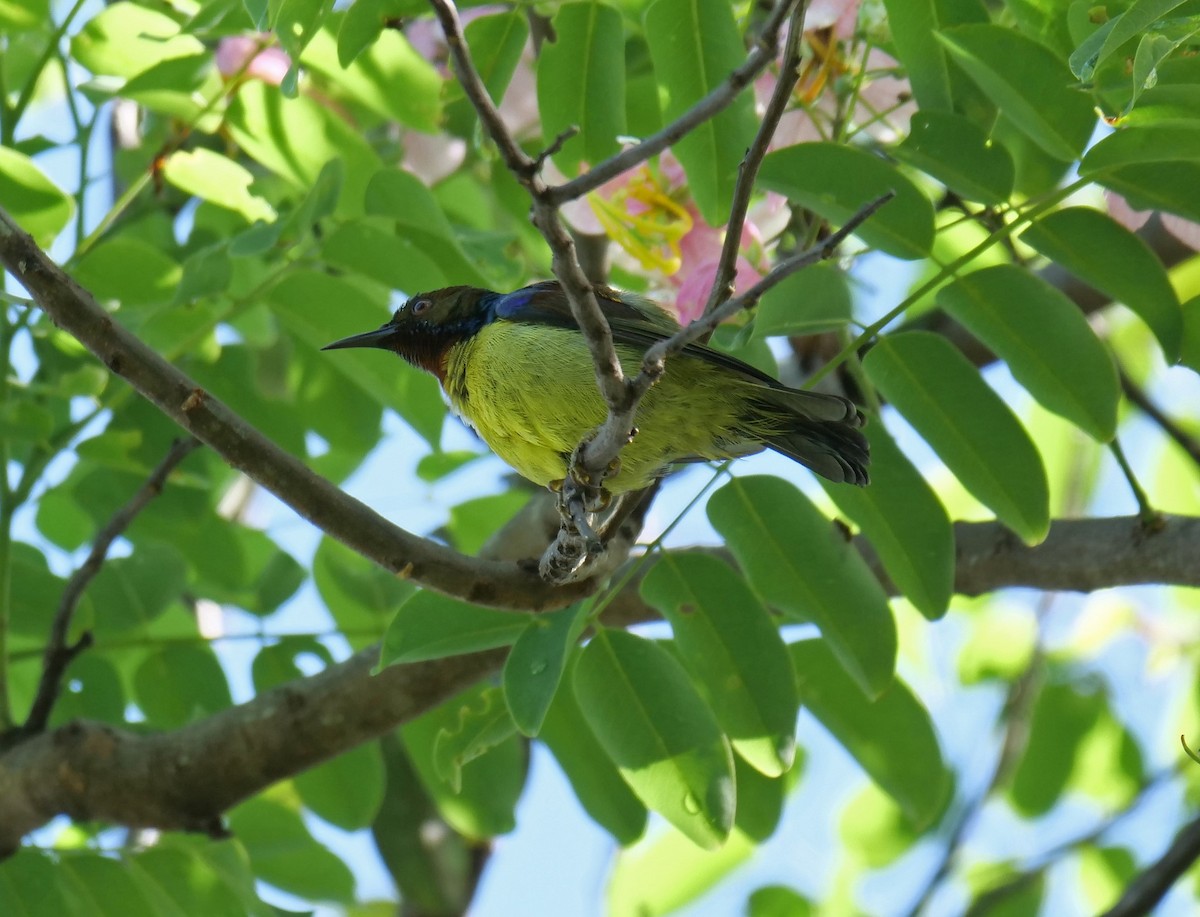 Brown-throated Sunbird - ML335263261