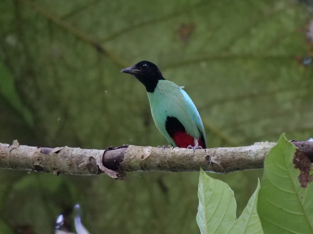 綠胸八色鳥(sordida/palawanensis) - ML335263271