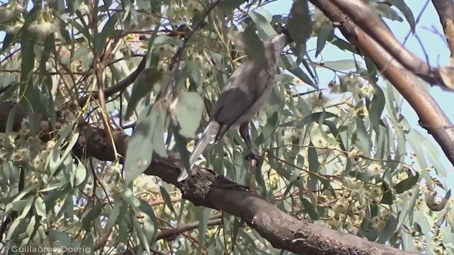 Noisy Friarbird - ML335263321