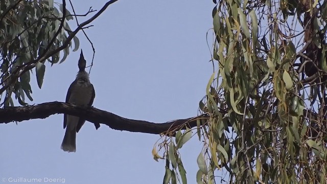 Noisy Friarbird - ML335263391