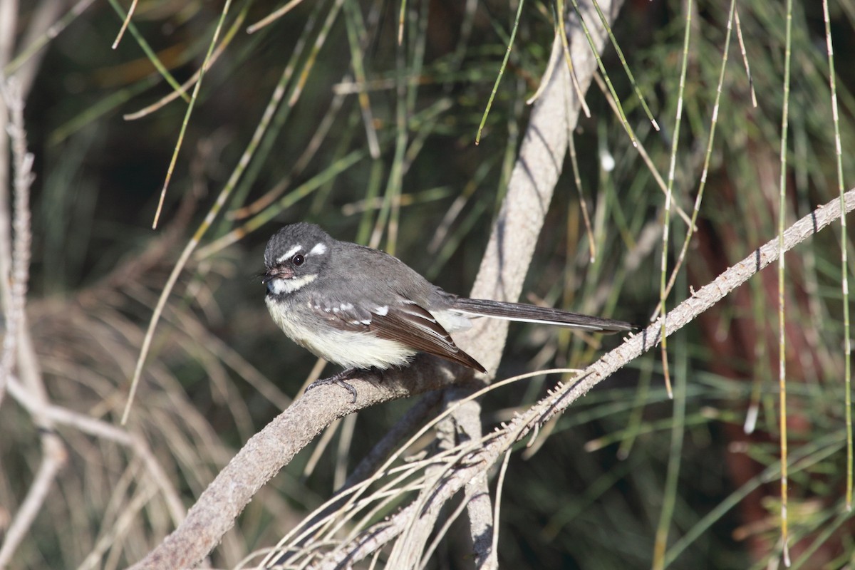 Gray Fantail - ML335263611