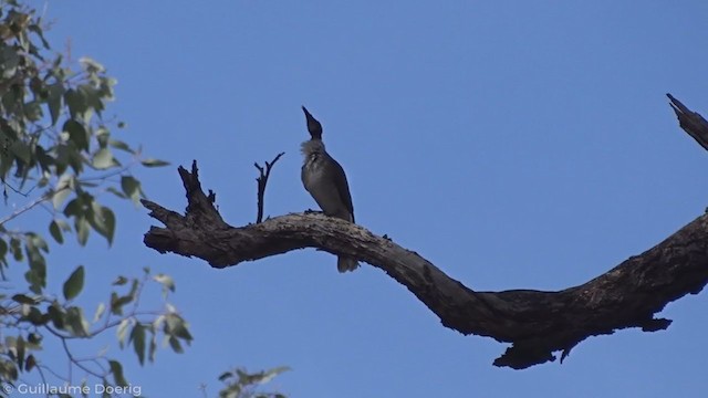 Noisy Friarbird - ML335263761