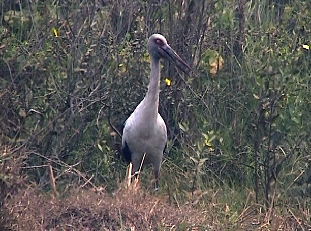 Maguari Stork - Josep del Hoyo