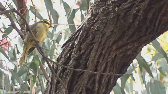 Yellow-tufted Honeyeater - ML335264851