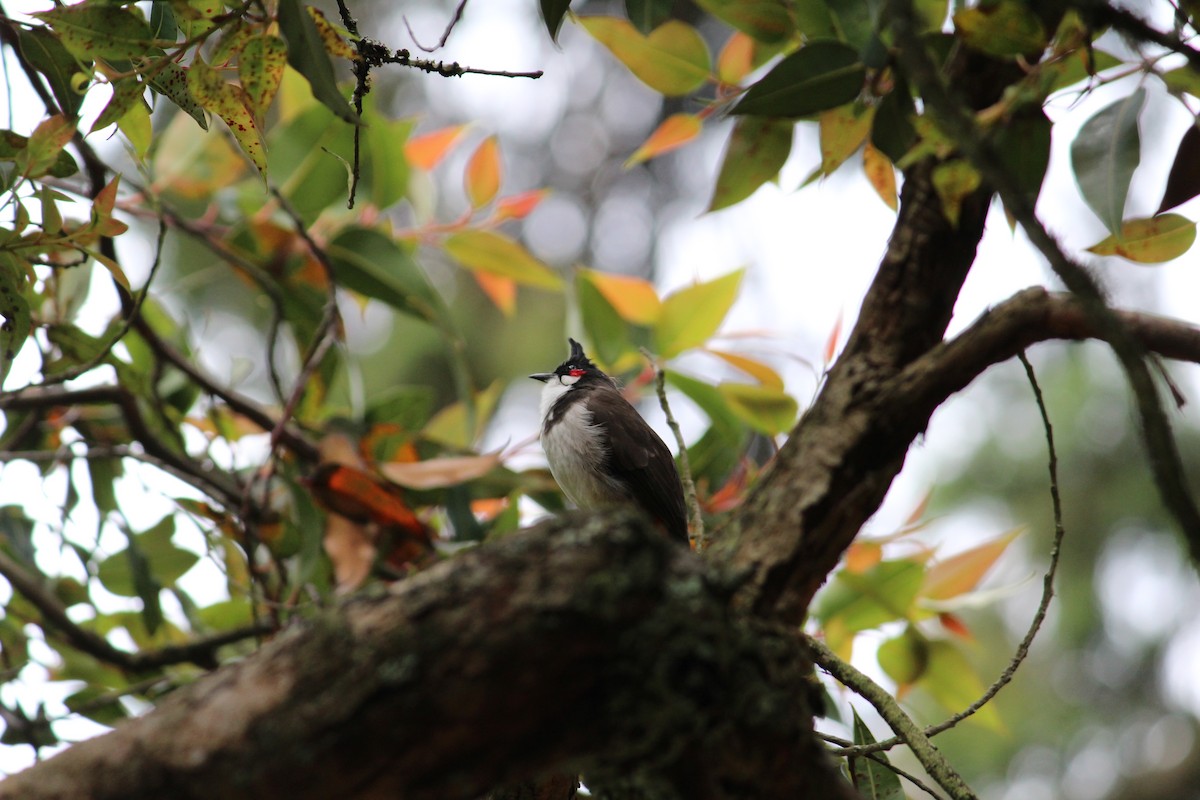 Red-whiskered Bulbul - ML335264911