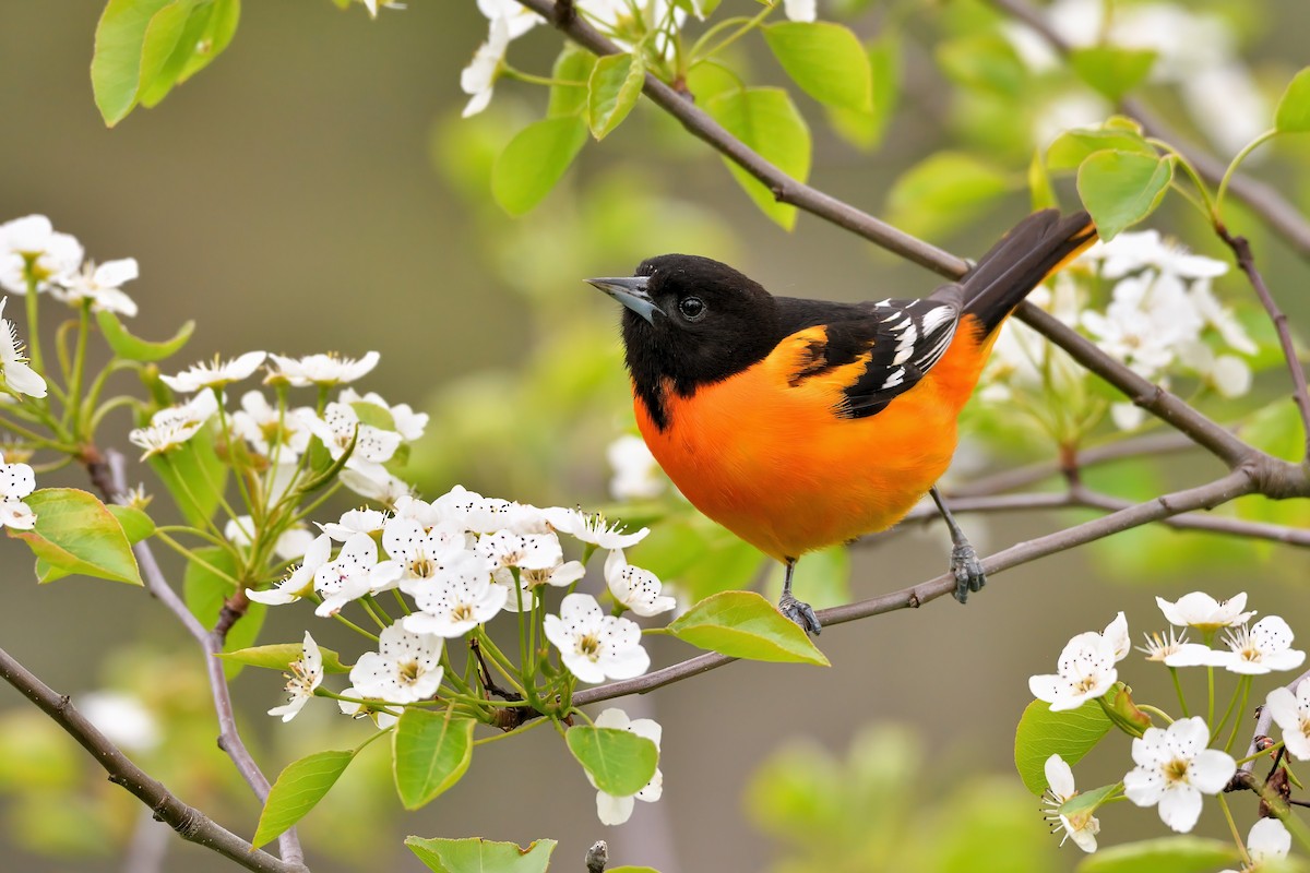 Baltimore Oriole - Grace C