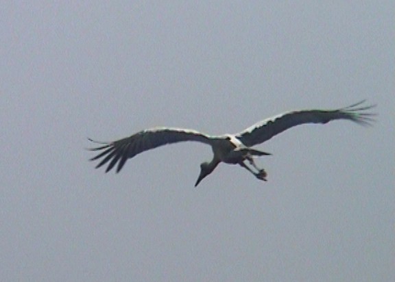 Maguari Stork - Josep del Hoyo