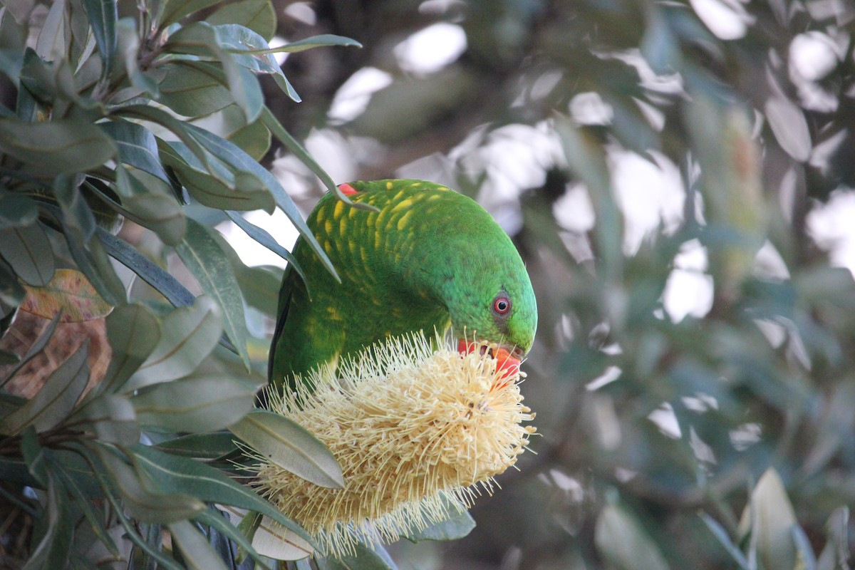 Scaly-breasted Lorikeet - ML335265361