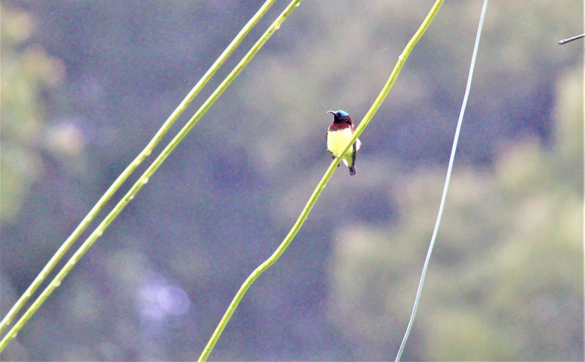 Crimson-backed Sunbird - Anirudh Singh