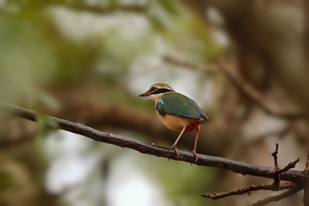 インドヤイロチョウ - ML335265821