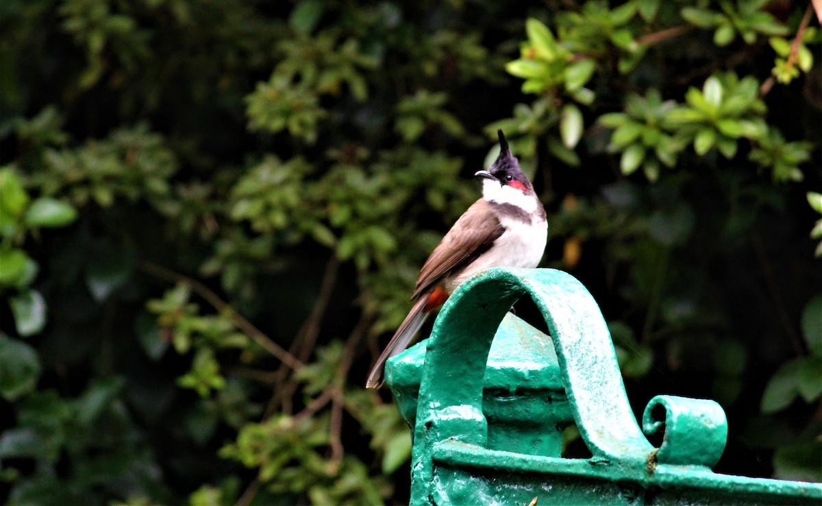 bulbul červenouchý - ML335266401