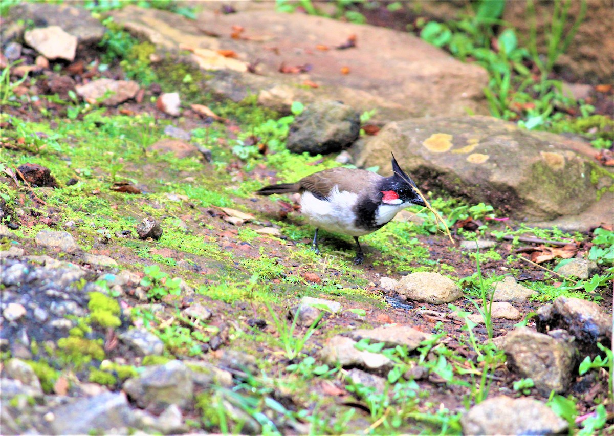 Red-whiskered Bulbul - ML335266751