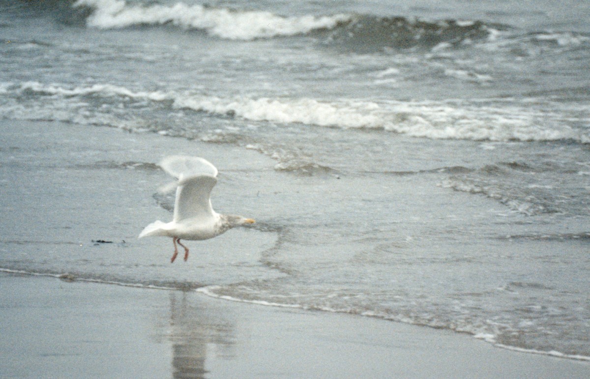 Glaucous Gull - Bob Hunter