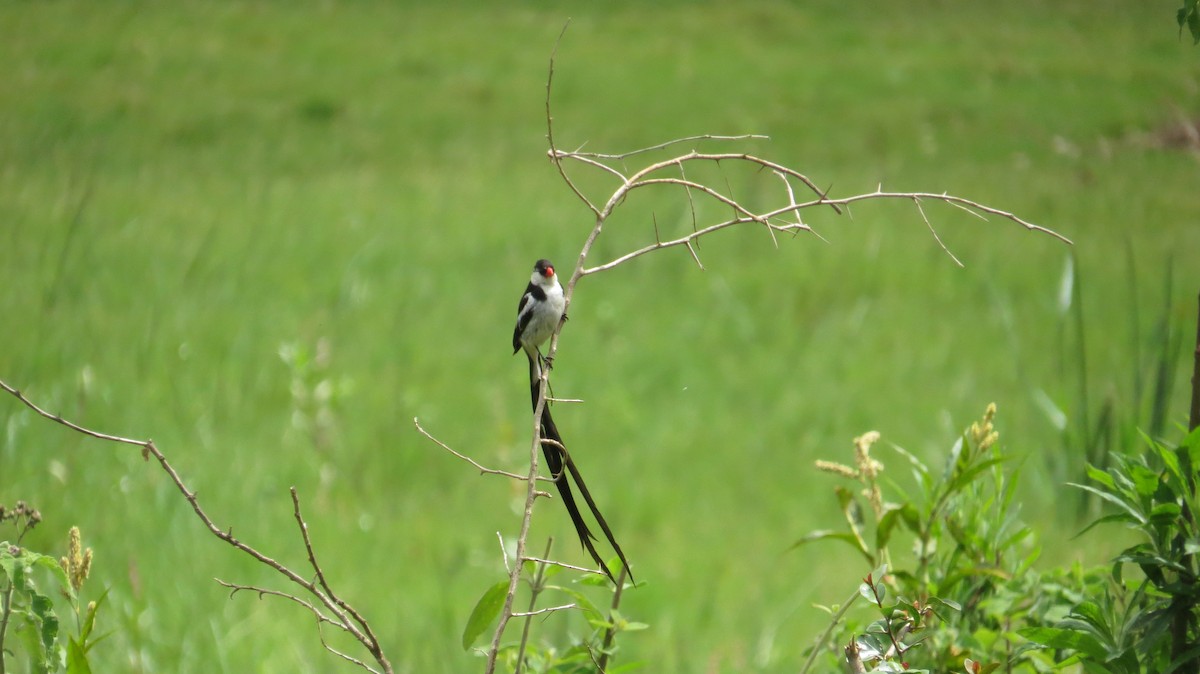 Pin-tailed Whydah - ML335267001
