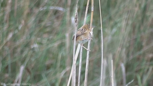 Golden-headed Cisticola - ML335268161