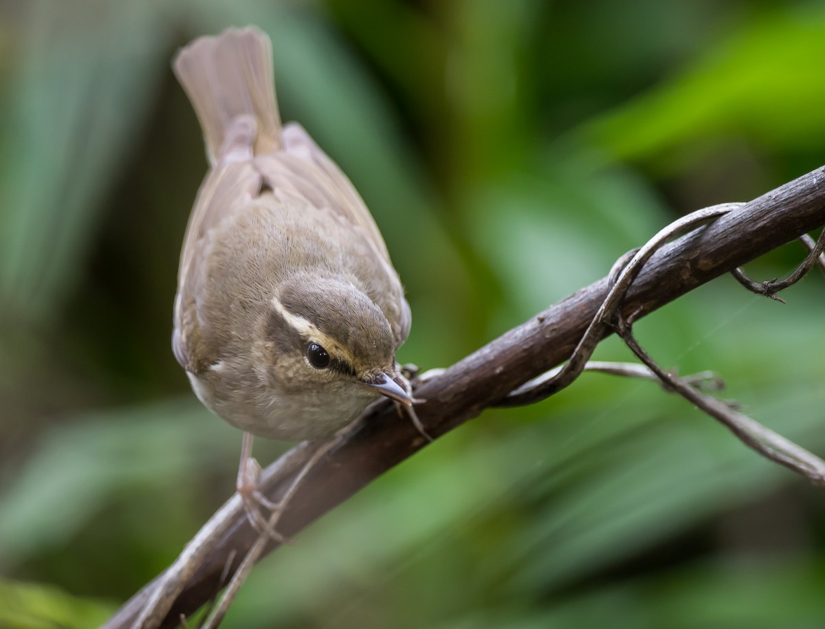 Dusky Warbler - ML335269141