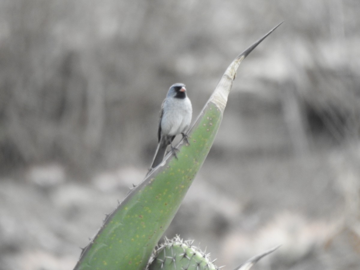Black-chinned Sparrow - ML335269151